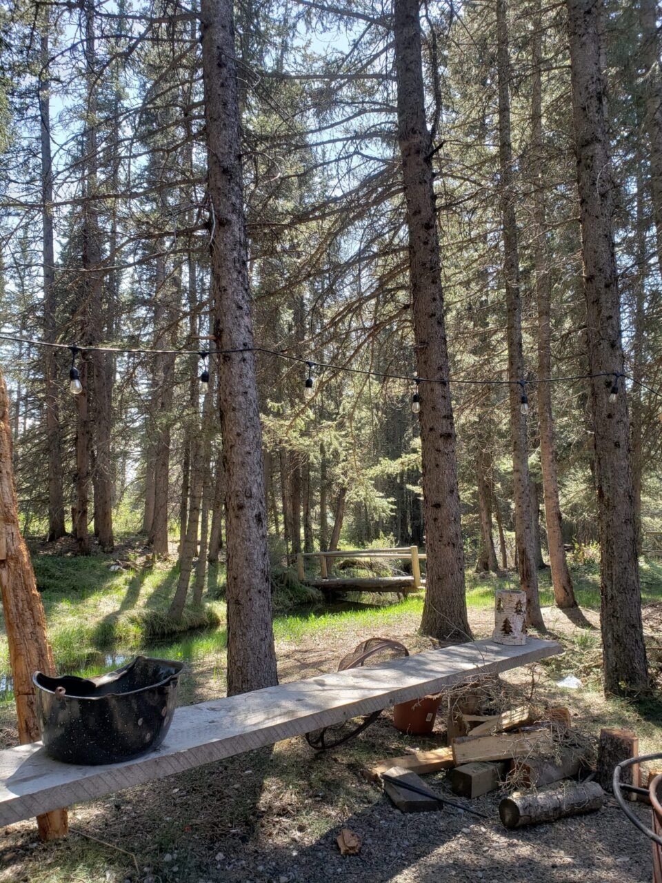 Forest and sunlight