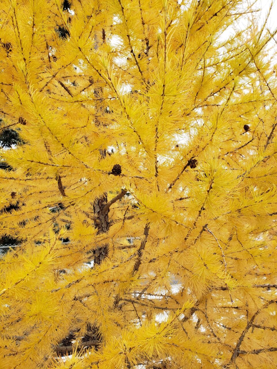 Autumn leaves