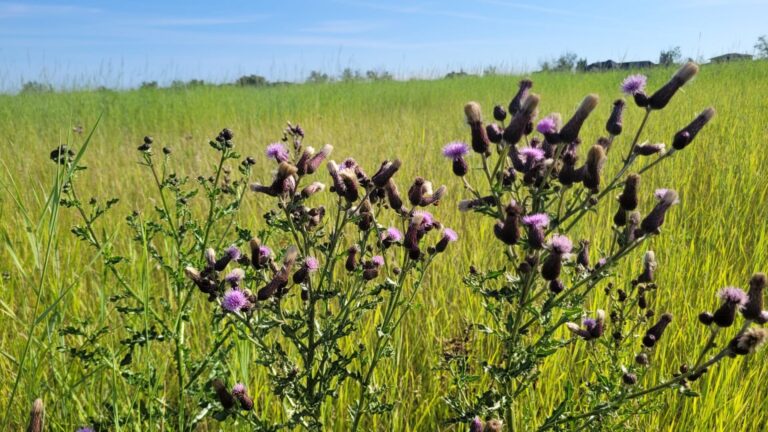 Thistles