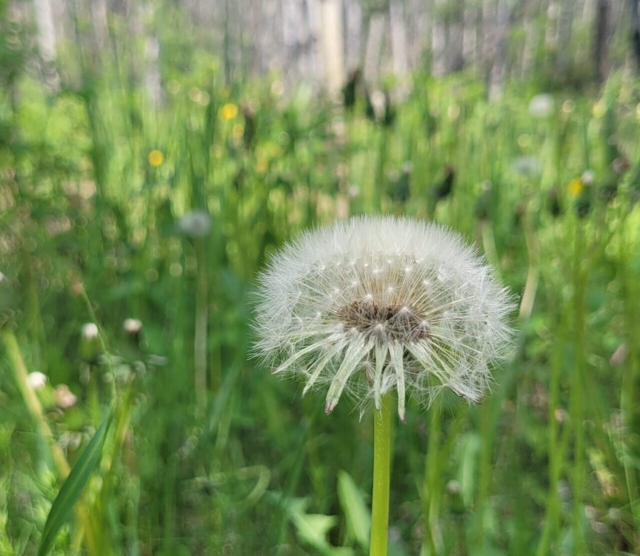 a dandelion in the grass